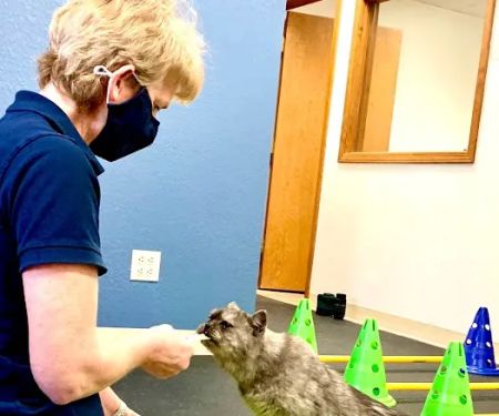 Rocky Mountain Veterinary Rehabilitation