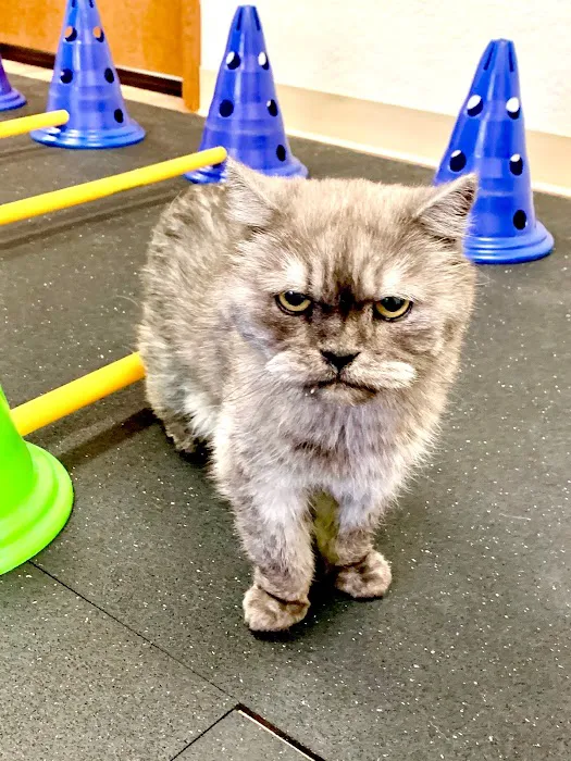 Rocky Mountain Veterinary Rehabilitation Picture 6