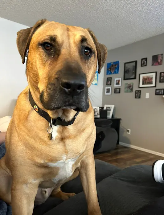 Clear Creek Animal Hospital Picture 5
