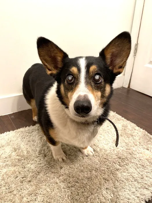 Clear Creek Animal Hospital Picture 10