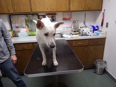 Hillview Pet Hospital Picture 1