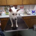 Hillview Pet Hospital