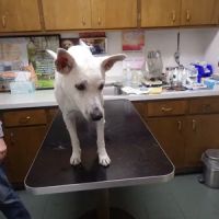 Hillview Pet Hospital ico