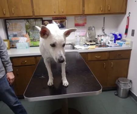 Hillview Pet Hospital