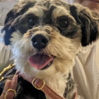 Vetco Vaccination Clinic ico