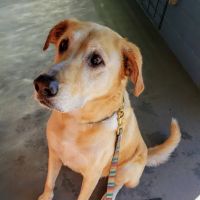Kensington Veterinary Hospital ico