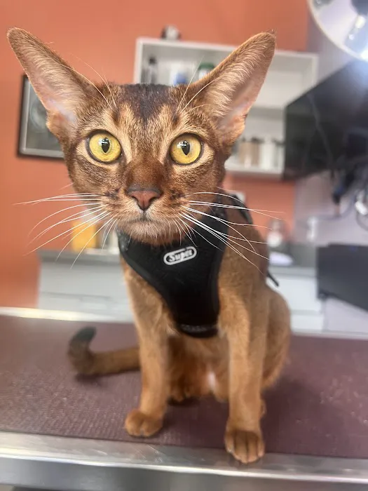 Kensington Veterinary Hospital Picture 6