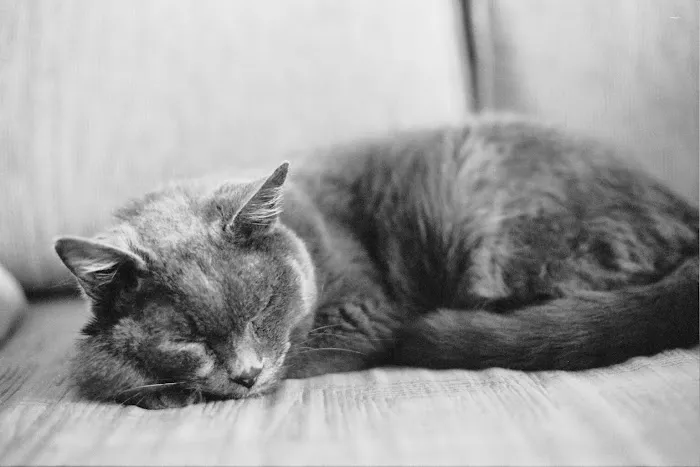 Kensington Veterinary Hospital Picture 10