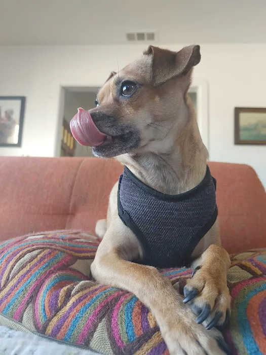 El Cerrito Veterinary Care Picture 4