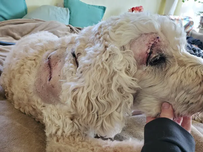 El Cerrito Veterinary Care Picture 5