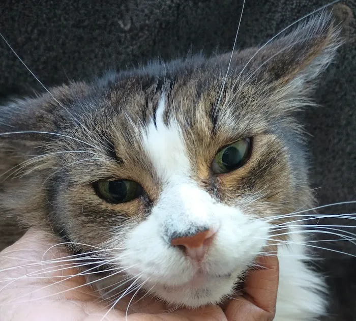 Urgent Pet Picture 1