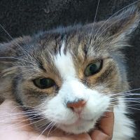 Urgent Pet ico