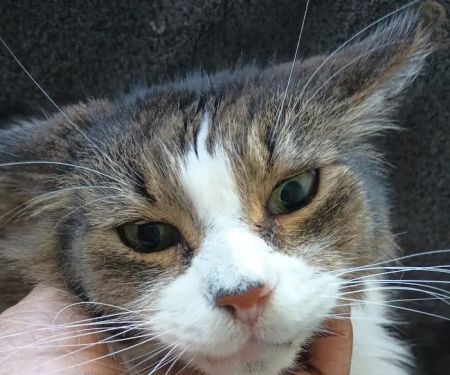 Urgent Pet