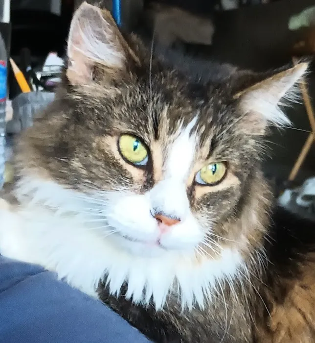 Urgent Pet Picture 6