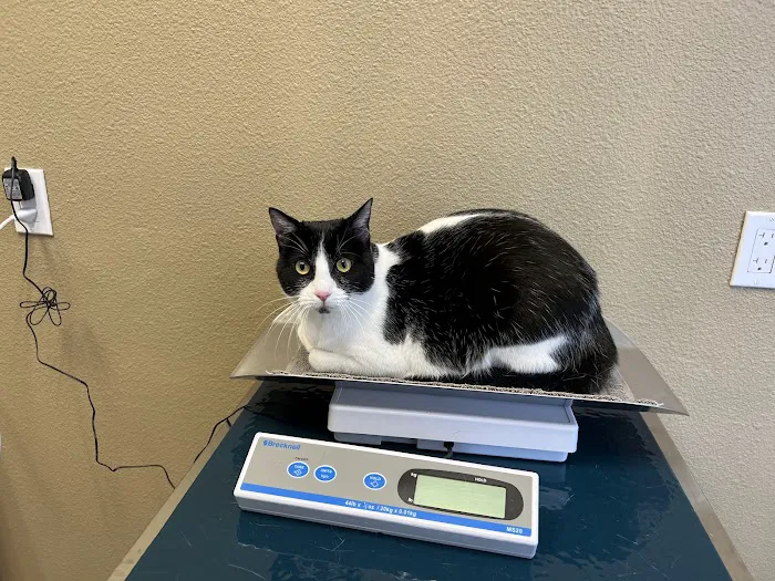 Urgent Pet Picture 4