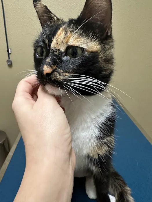 Urgent Pet Picture 5