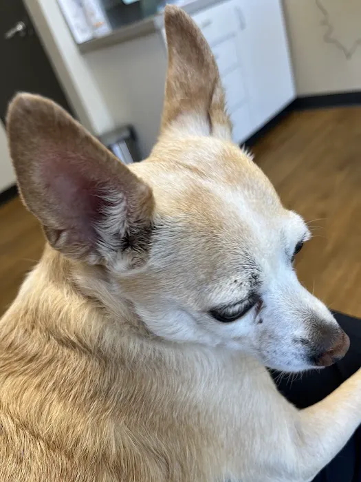 Urgent Pet Picture 10