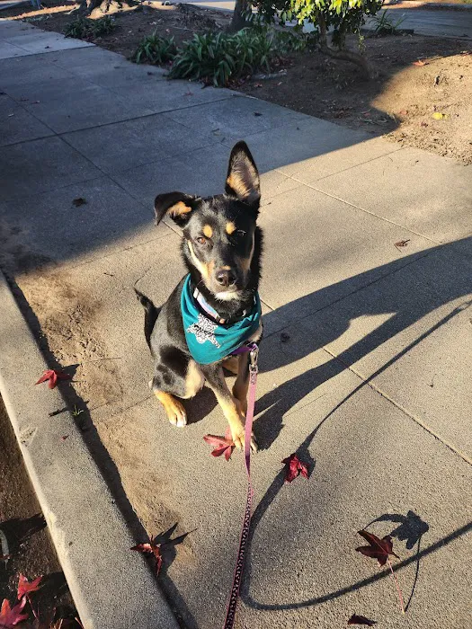 Urgent Pet Picture 8