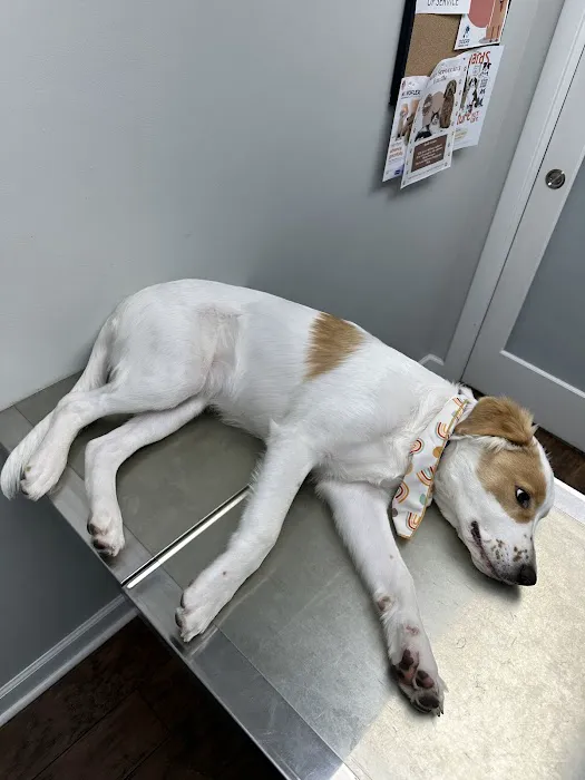Doerr Animal Clinic Picture 7