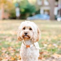 Plantation Animal Clinic ico