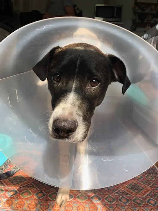 PetVet365 Pet Hospital Louisville / Jeffersontown Picture 9