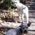 Stony Brook Animal Hospital