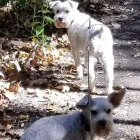 Stony Brook Animal Hospital ico