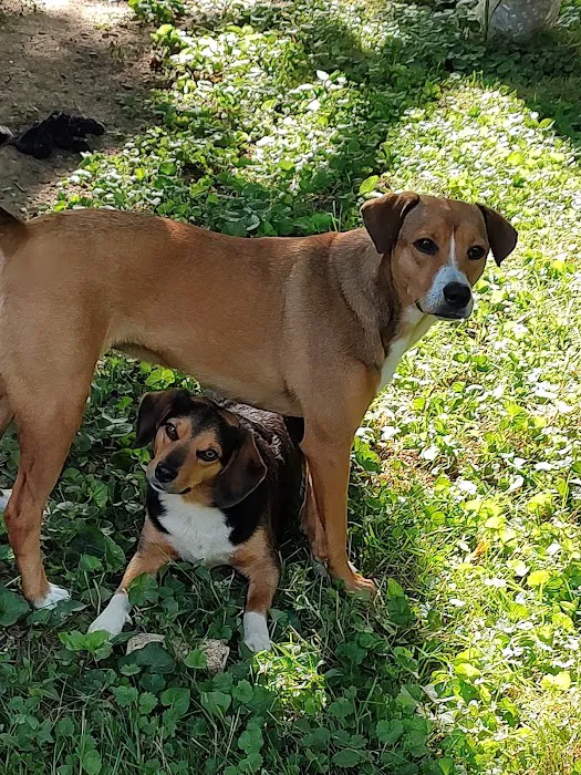 Stony Brook Animal Hospital Picture 2