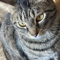 Banfield Pet Hospital ico