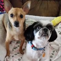 Davis Animal Clinic ico