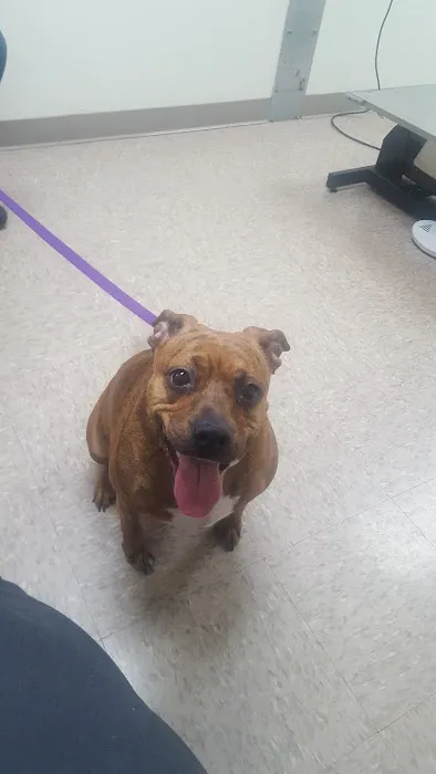 Davis Animal Clinic Picture 8