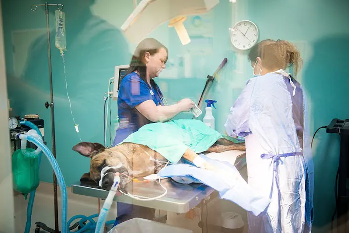 Hurstbourne Animal Hospital Picture 8