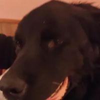 Elkins Laura E DVM ico