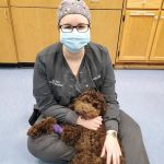Care-Pets Animal Hospital & Wellness Center