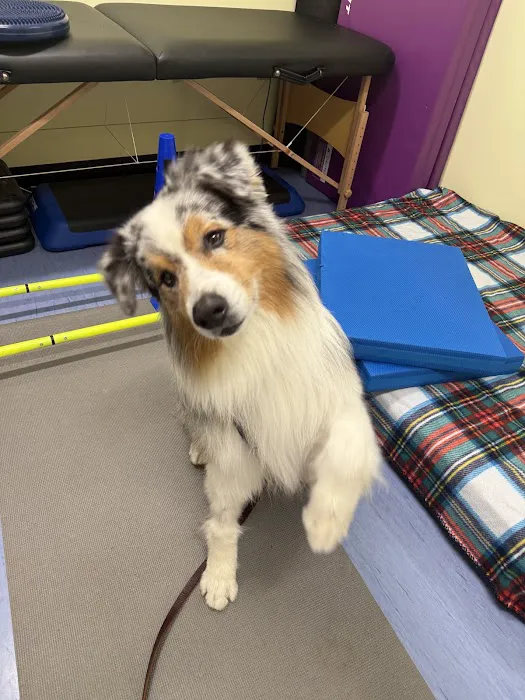 Care-Pets Animal Hospital & Wellness Center Picture 8