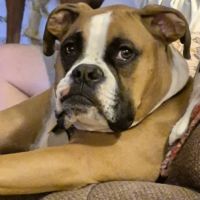 Kentuckiana Veterinary Outreach ico