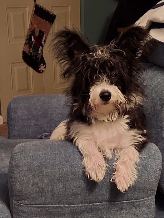 Especially Pets Picture 2