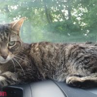 Especially Pets ico