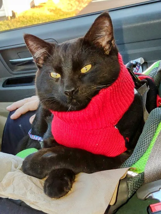 Especially Pets Picture 7