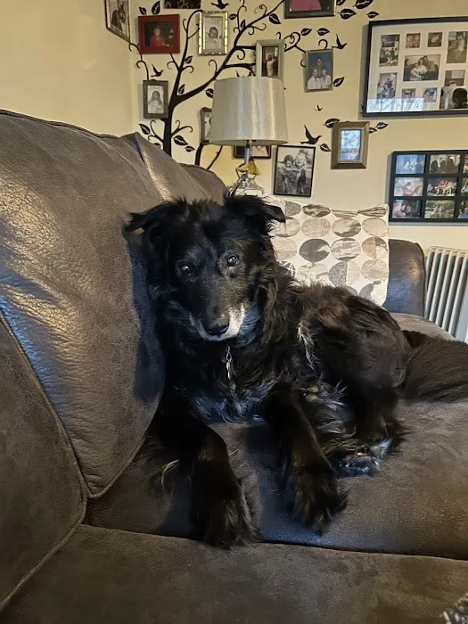 Especially Pets Picture 8