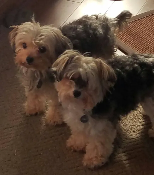 Especially Pets Picture 10