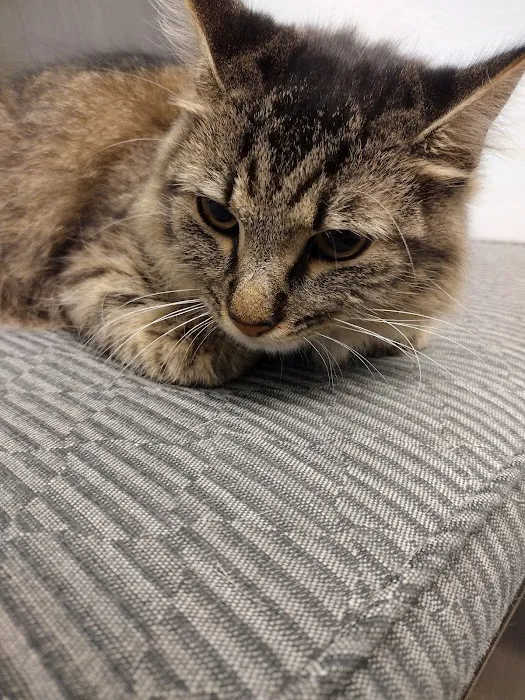 Ridgeview Animal Clinic Picture 5