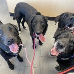 Banfield Pet Hospital