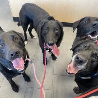 Banfield Pet Hospital ico