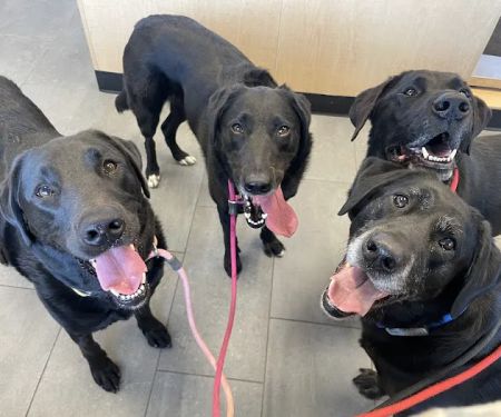 Banfield Pet Hospital