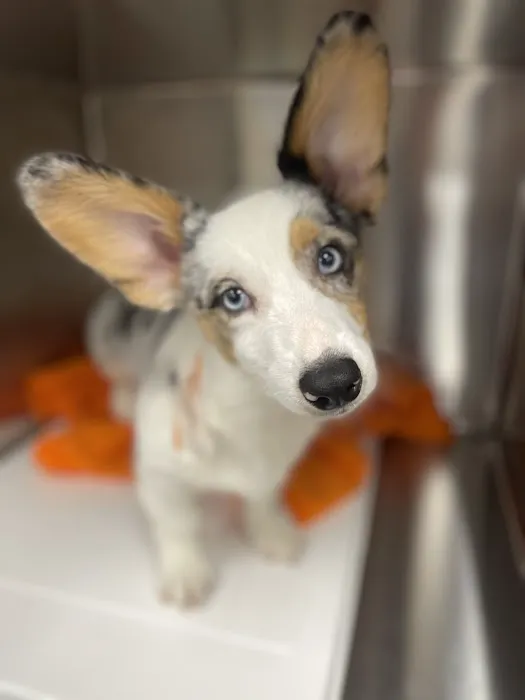 Banfield Pet Hospital Picture 7