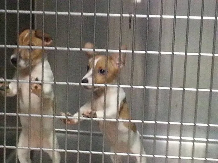 Hillview Animal Hospital & Clinic Picture 7