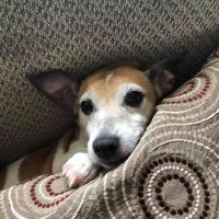Animal Clinic of Paulding ico