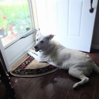 Lakeview Animal Hospital ico