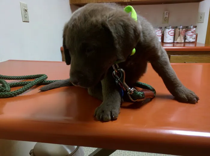 Celina Animal Hospital Picture 3
